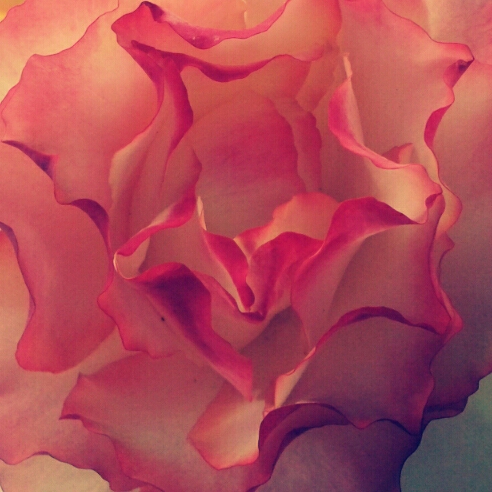 Rose.