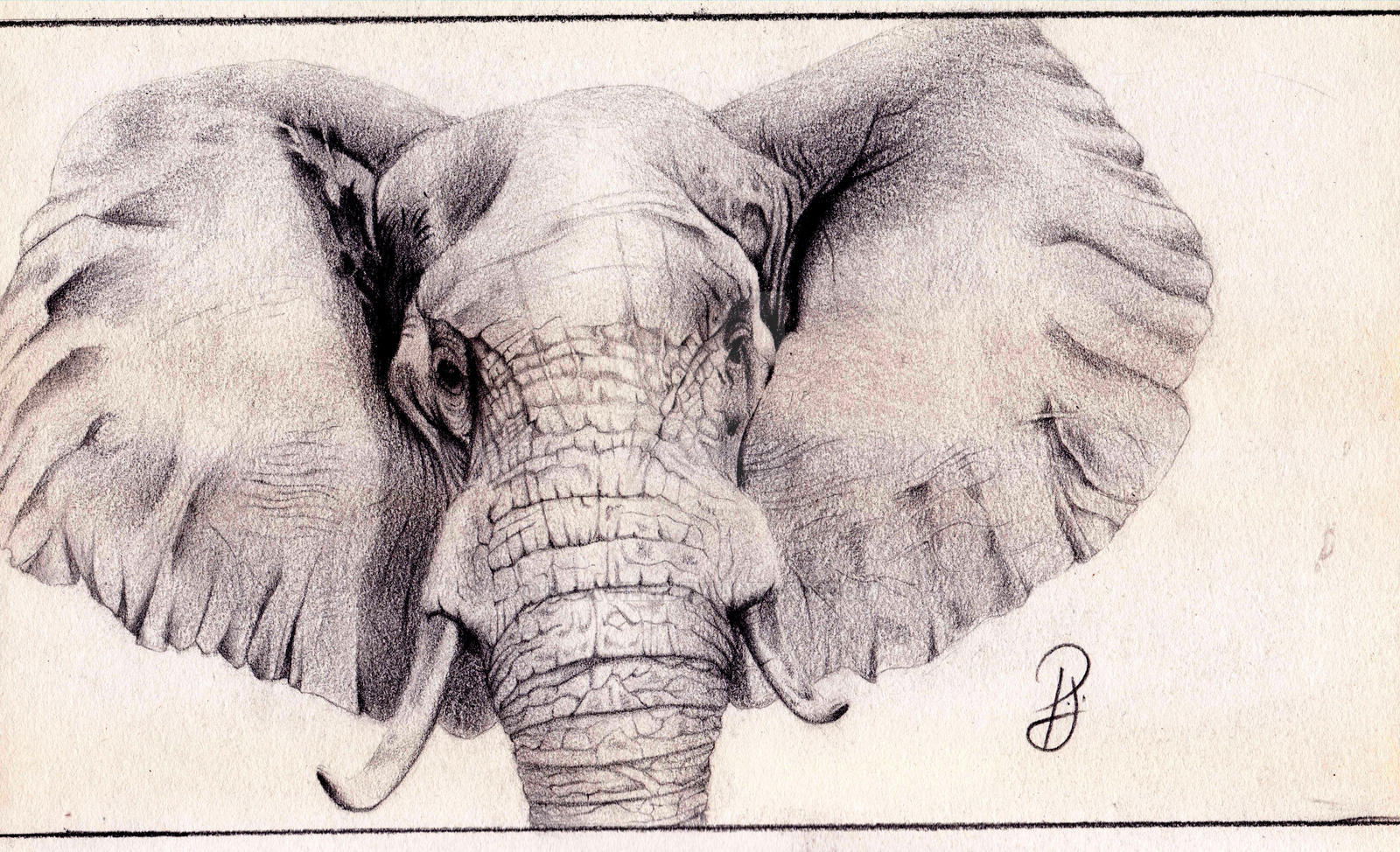 Elefante