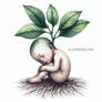 Mandrake baby