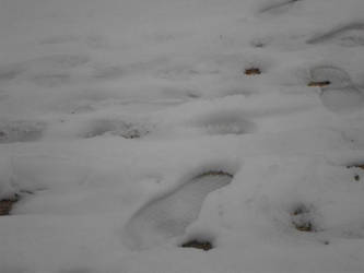 Snowy footsteps '13