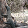 Fat Goanna