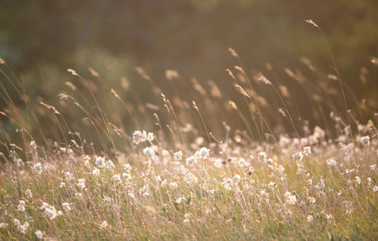 Sunset Flowers