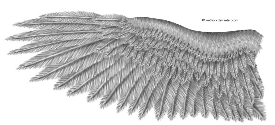 Grey Eagle Wing