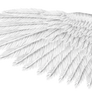 White Eagle Wing