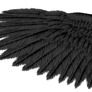 Black Eagle Wing