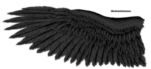 Black Eagle Wing