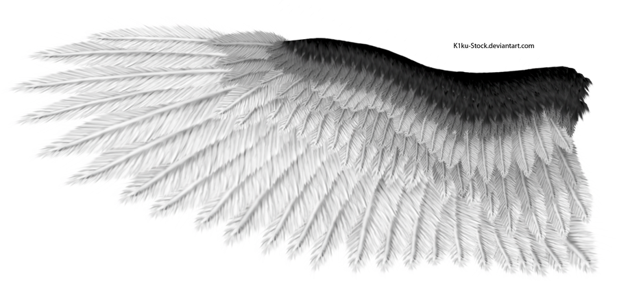Black and White Eagle Wing