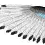 Blue Stripe Eagle Wing