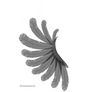 Transparent Black and White Wing