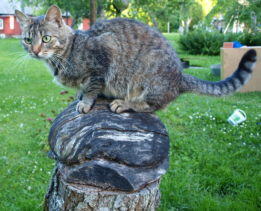Tabby on a Stump 04