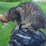 Tabby on a Stump 06