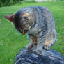 Tabby on a Stump 07