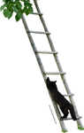 Black Cat Climbing a Ladder