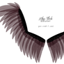 Spread Wings - Dark