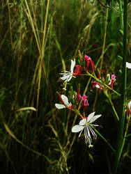 Wildflowers