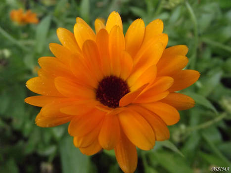 Sunny calendula