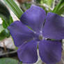 Purple flower