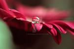 Pink essence by Fatooome