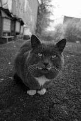 A stray cat poses for a photo