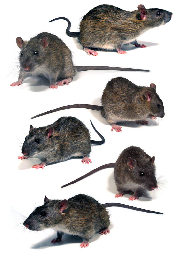 rats by Harpyen on DeviantArt
