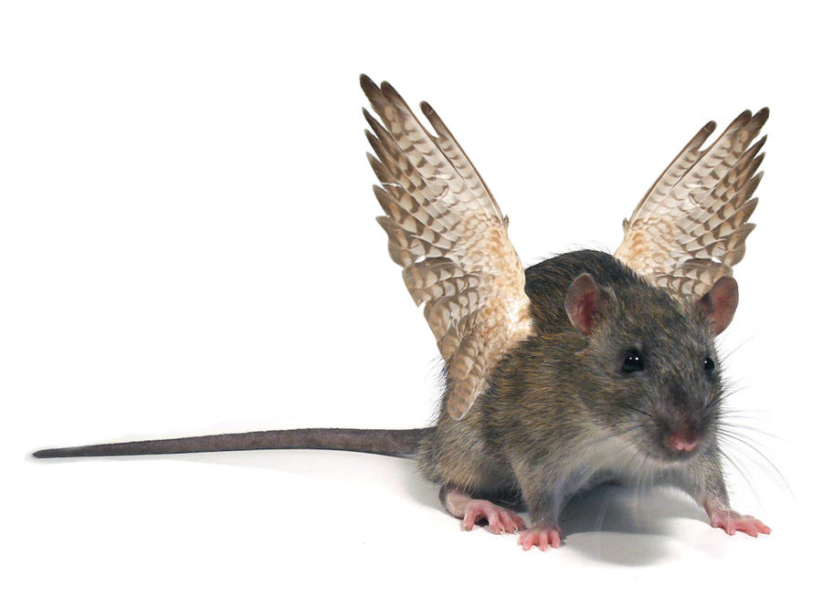 bird rat by Harpyen on DeviantArt