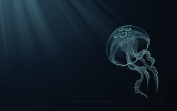 Jellyfish Wallpaper