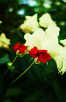 Clerodendrum Thomsoniae