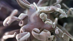 Zbrush Sculpt Day 3477 - Velvet Ripples