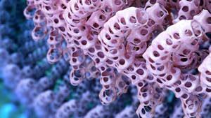 Zbrush Sculpt Day 3508 - Tubular Growth