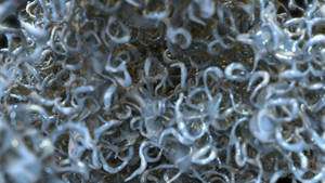 Zbrush Sculpt Day 3707 - Tangle