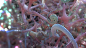 Zbrush Sculpt Day 3710 - Enchanted Entanglements