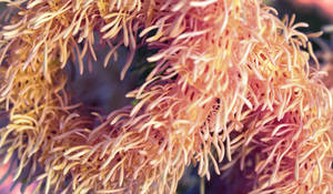 Zbrush Sculpture Day 3715 - Ochre Embrace