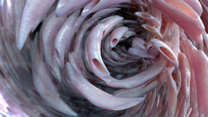 Zbrush Sculpture Day 3732 - Evolving Essence