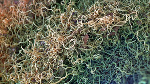 Zbrush Sculpture Day 3755 - Tangled Tapestry