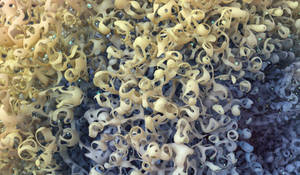 Zbrush Sculpture Day 3757 - Whispers of the Void