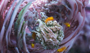 Zbrush Sculpture Day 3944 - Liquified Reverie