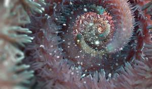 Zbrush Sculpture Day 4093 - Chromatic Curl
