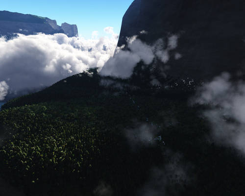 High altitude forest