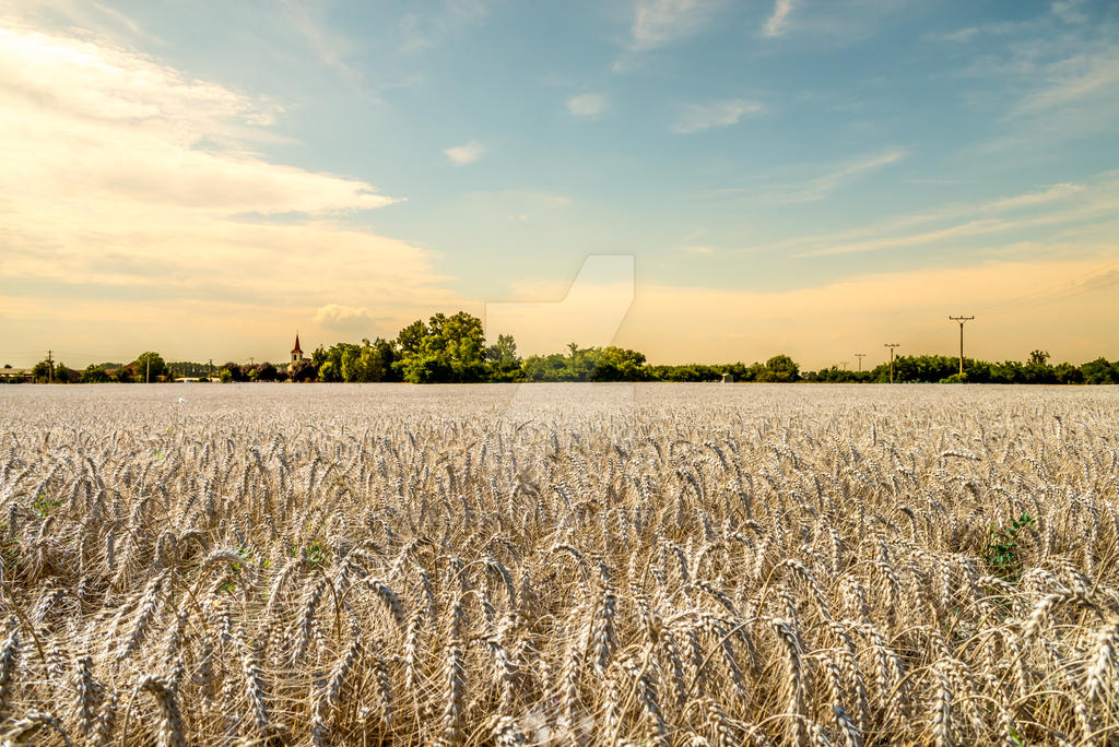 Beautiful and warm sunset over wheat field by mszucs