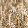 Beautiful dry wheat ear, in warm summer day