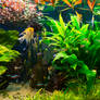 Aquarium full of plants and fishes