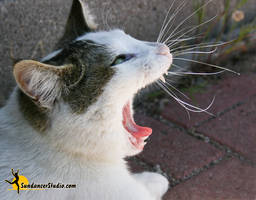 Zucchini Yawning