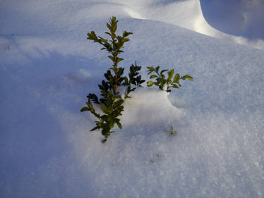 Winter Flower