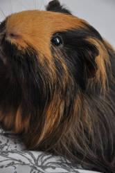 Guinea pig Ventus