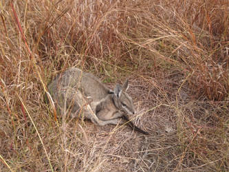 Bridled Nailtail Wallaby soaking up sun.