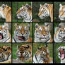 Tiger head angles