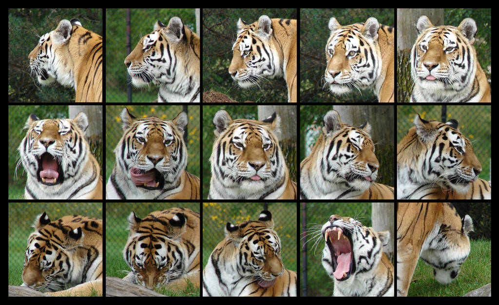 Tiger head angles by amandas-sketches
