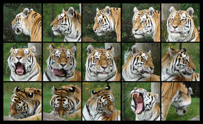 Tiger head angles