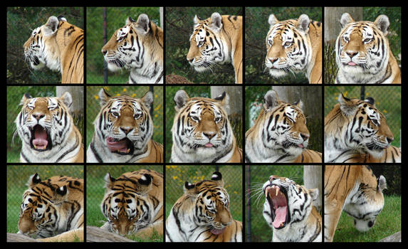 Tiger head angles