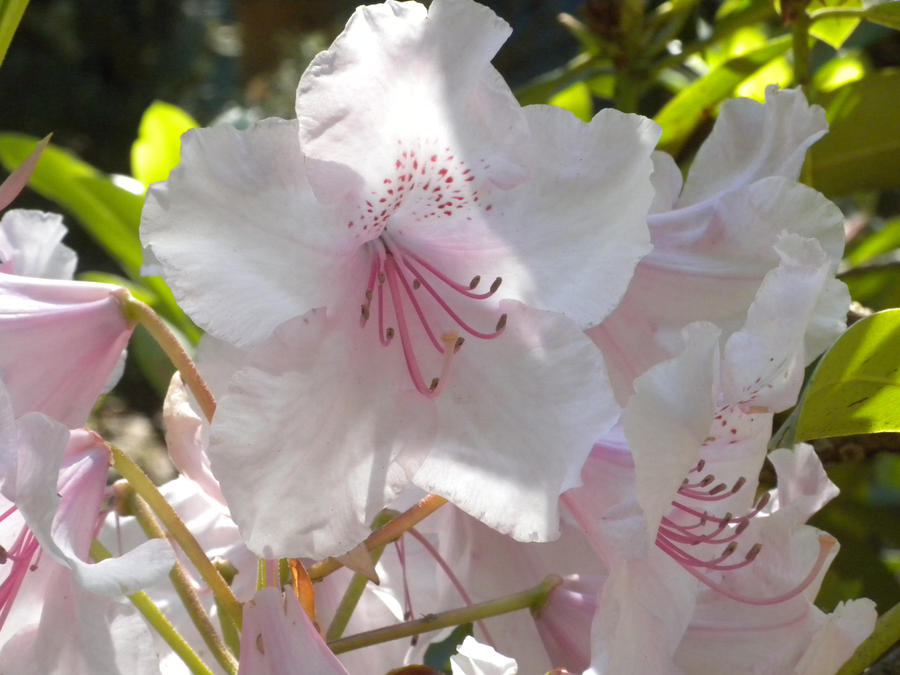 white rhodies